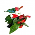 ''Doğanın Eli'' Bonsai