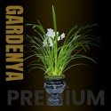 Premium 8 Dal Pembe Orkide Aranjmanı