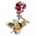 Sarı Cymbidium Orkide