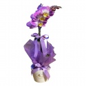 Sarı Cymbidium Orkide